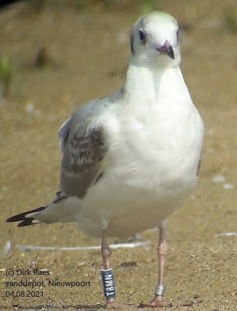 Gulls Cr birding